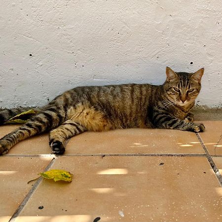 Estudio Adosado Acogedor Con Jardin, Barbacoa Y Parking Privado لقنت المظهر الخارجي الصورة